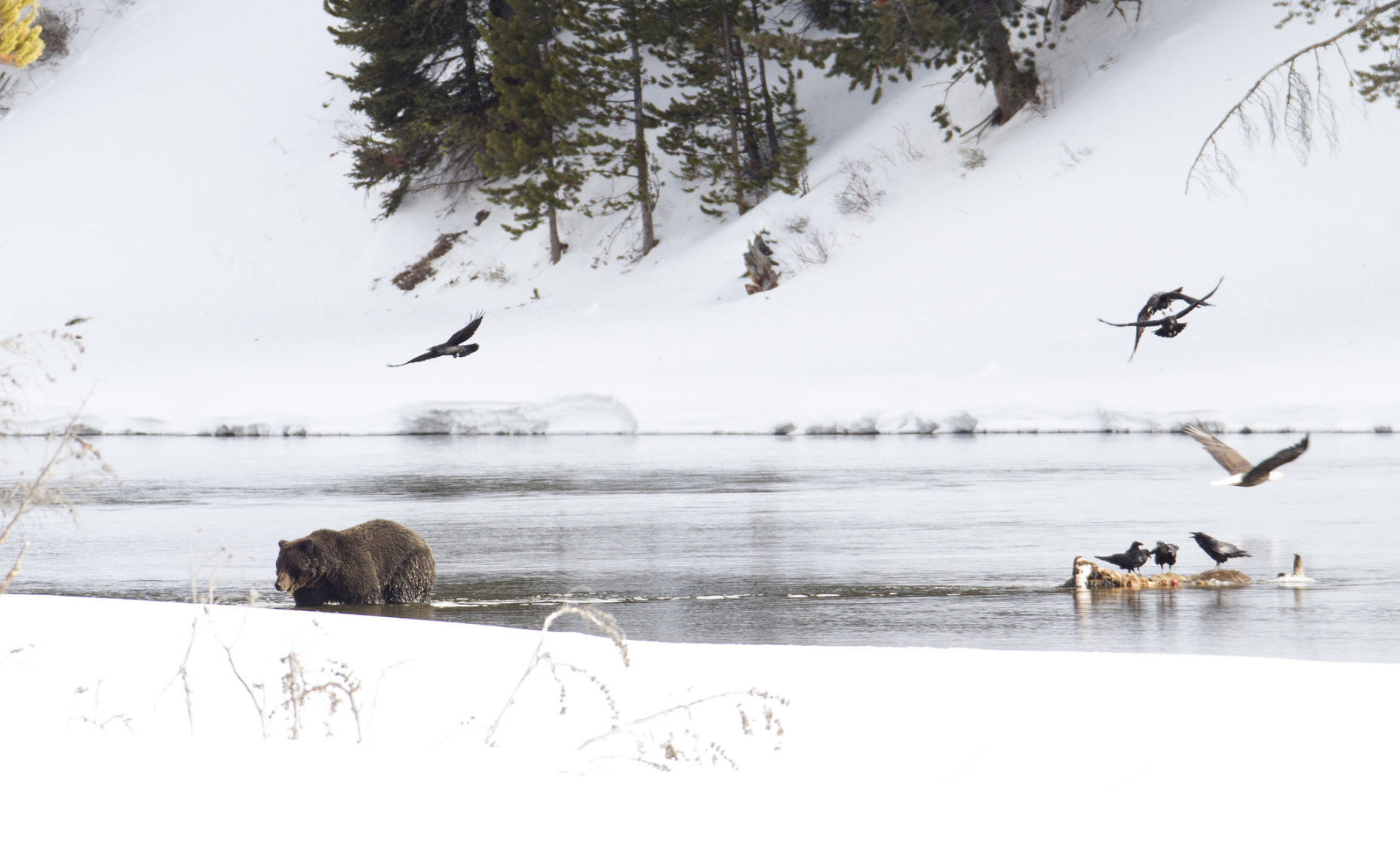 Grizzly bear walking away from bison carcass in the Yellowstone River